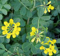Coronilla valentina glauca picture by Júlio Reis