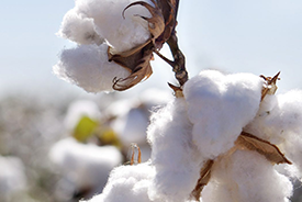 Cotton
