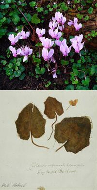 Cyclamen hederifolium