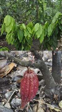 cacao  Alison Foster 