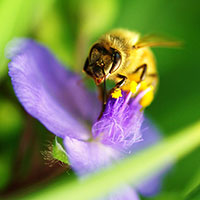 Cackline Bee