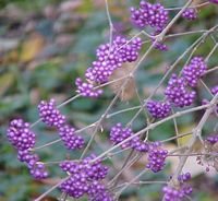 Callicarpa_bodinieri_giraldii