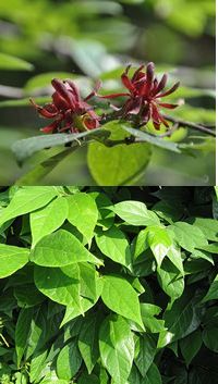calycanthus