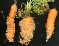 Carrots wiith rootknot nematodes