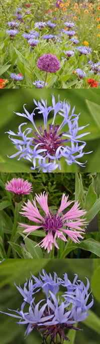 centaurea