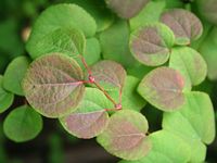 Cercidiphyllum Japonicum