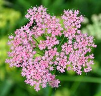 Chaerophyllum_hirsutum_roseum