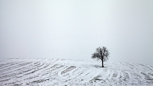 winter field