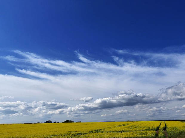 oil seed rape