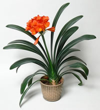 Clivia_miniata