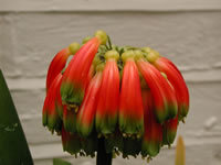 Clivia_Nobilis