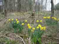 Daffodils,  Andy Tasker