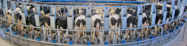 Dairy
