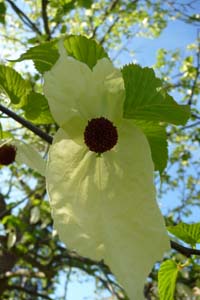 The flower of the handkerchief tree Davidia involucrata