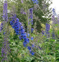delphinium