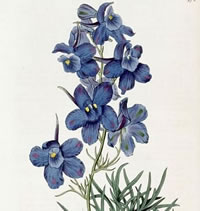 Delphinium_grandiflorum