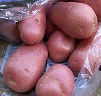Desiree potatoes photo by Nick Murdoch  