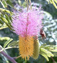 Dichrostachys cinerea by Marco Schmidt