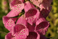 digitalis purpurea