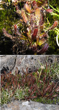 Drosera