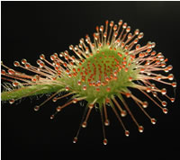 Drosera
