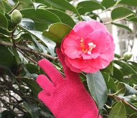 Eccleston Square garden