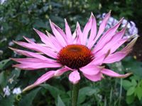 echinacea purpurea