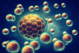 /-/media/images/general/e/embryo-1.ashx?h=185&w=275&hash=1E30F93B9BDD4644C21B9697531B40FB