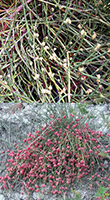 ephedra