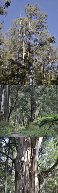 eucalyptus