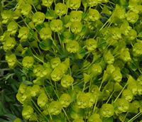 euphorbia characias