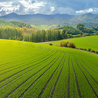 farming land 