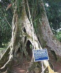 ficus elasticoides by Erik Kristensen
