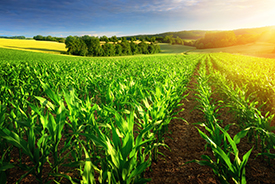 /-/media/images/general/f/fieldofcorn.ashx?h=184&w=275&hash=799BD11A97BA0A4C9B498BB5447D4CAA