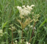 Filipendula photo by Lairich Rig, copyright CC-BY-SA