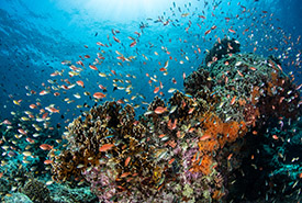 /-/media/images/general/f/fish-2.ashx?h=185&w=275&hash=0B70403B4AE34258277CCCEF3C30151598A7D444