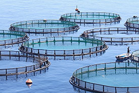 fish farm