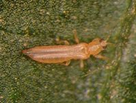 Frankliniella occidentalis