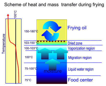 frying heat and mass