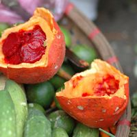 gac fruit by Jennifer J Maiser, www.lifebeginsat30.com