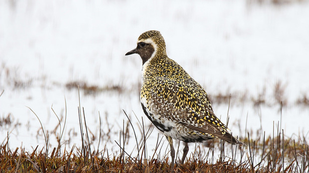 Golden plover