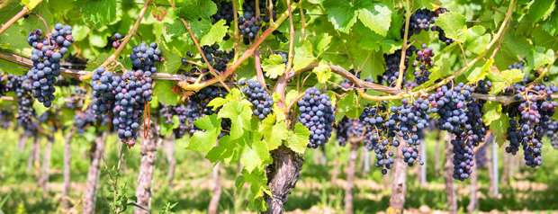 Grapevine