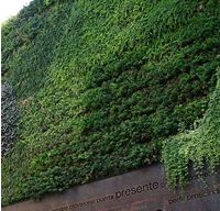 Green wall by Lupulo2010