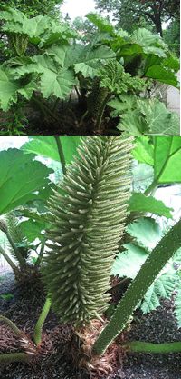 gunnera mannicata