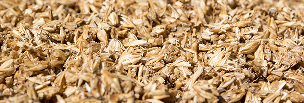 Grain 