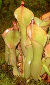Heliamphora_nutans- Steve Cook - CC-BY-SA - http://commons.wikimedia.org/wiki/File:Heliamphora_nutans