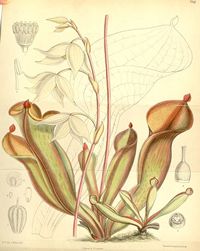 Heliamphora_nutans_hooker- out of copyright - http://commons.wikimedia.org/wiki/File:Heliamphora_nutans_Joseph_Dalton_Hooker_1890