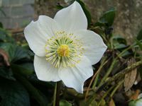 Helleborus niger