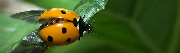 HighlightsAsianLadyBeetle