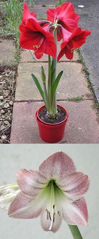 hippeastrum